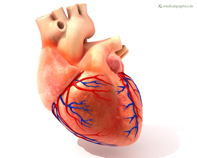Que son arterias coronarias y como nuestro corazón? Penta - Medicina Cardiovascular